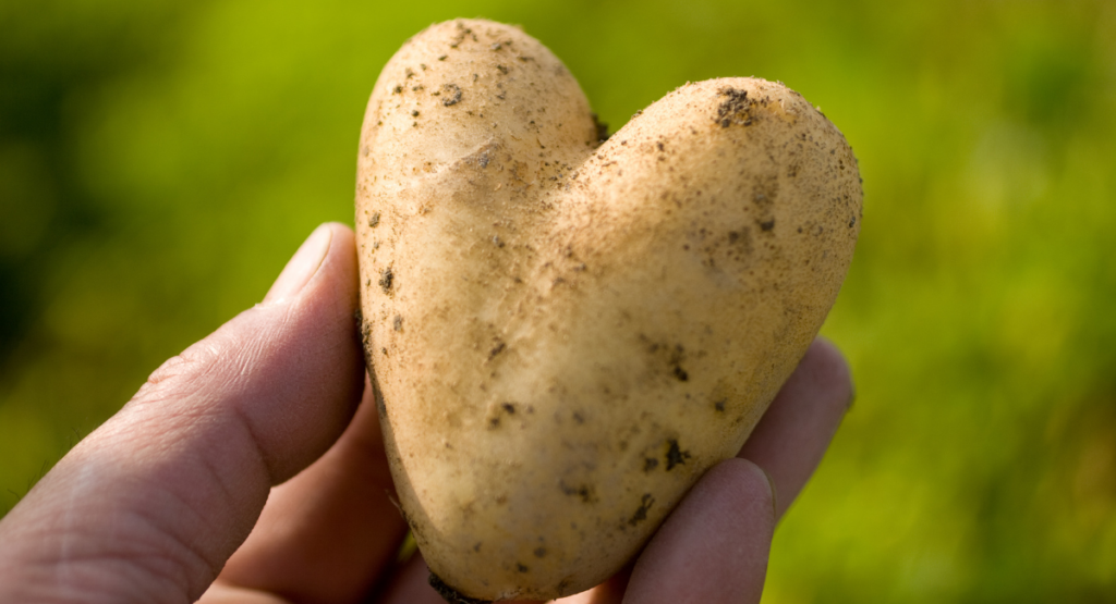 Image of hand holding a heart shaped potato